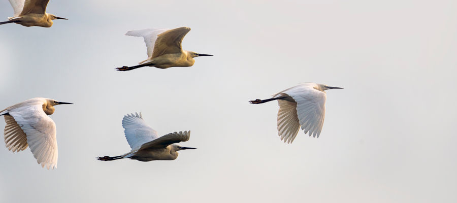 INVESTMENT ASSET CLASSES - Partner with us